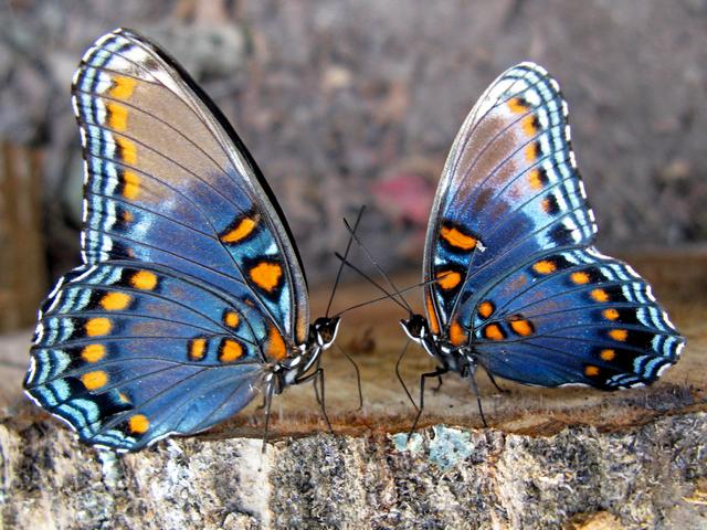 Все о бабочках в Петрозаводске | ЗооТом портал о животных