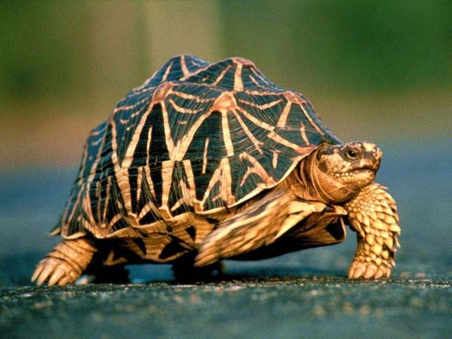 Все о черепахах в Петрозаводске | ЗооТом портал о животных
