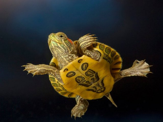 Породы черепах в Петрозаводске | ЗооТом портал о животных