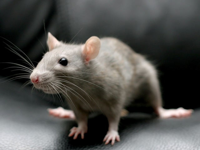 Все о крысах в Петрозаводске | ЗооТом портал о животных
