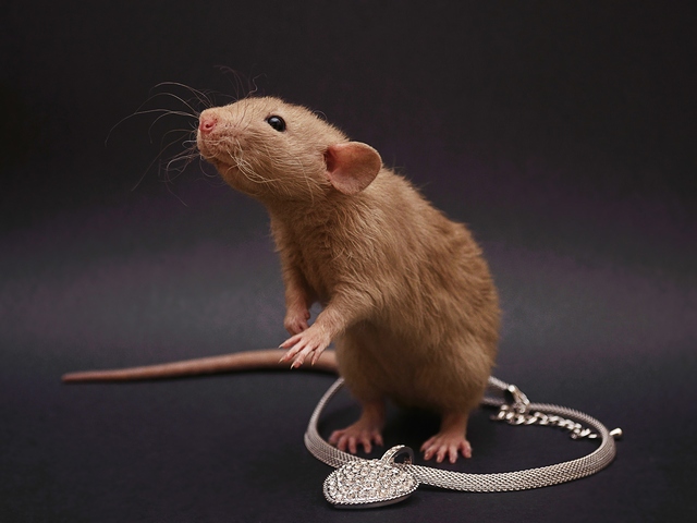 Породы крыс | ЗооТом - продажа, вязка и услуги для животных в Петрозаводске