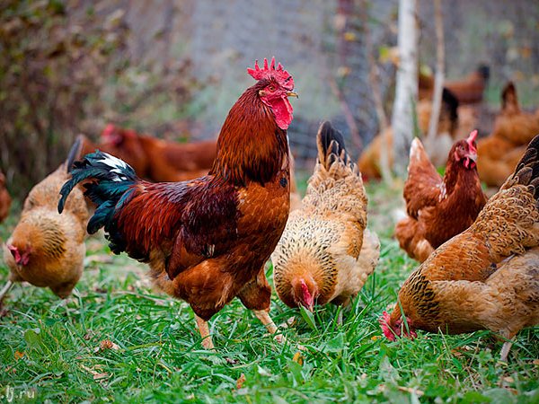 Породы куриц | ЗооТом - продажа, вязка и услуги для животных в Петрозаводске