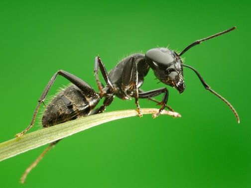 Все о муравьях в Петрозаводске | ЗооТом портал о животных