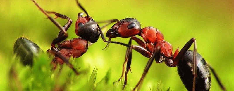 Все о муравьях в Петрозаводске | ЗооТом портал о животных