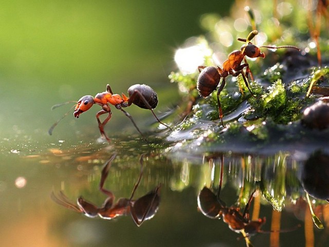 Породы муравьев в Петрозаводске | ЗооТом портал о животных