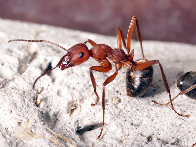 Содержание муравьев и уход за ними в Петрозаводске | ЗооТом портал о животных