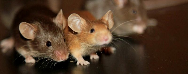 Все о мышах в Петрозаводске | ЗооТом - продажа, вязка и услуги для животных в Петрозаводске