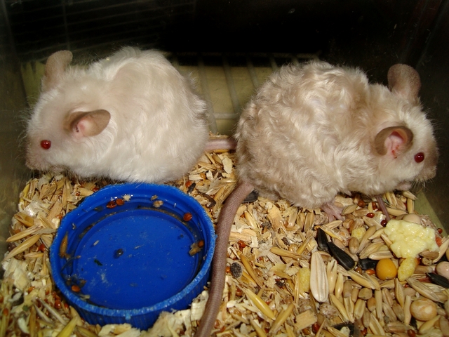 Породы мышей | ЗооТом - продажа, вязка и услуги для животных в Петрозаводске