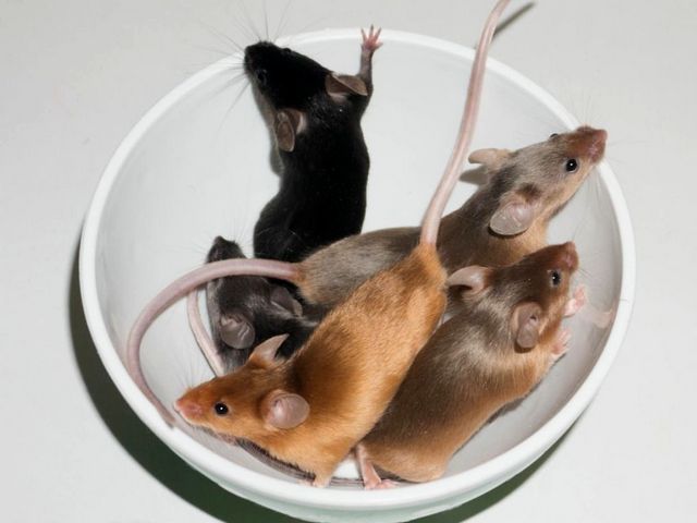 Содержание мышей и уход за ними в Петрозаводске | ЗооТом - продажа, вязка и услуги для животных в Петрозаводске