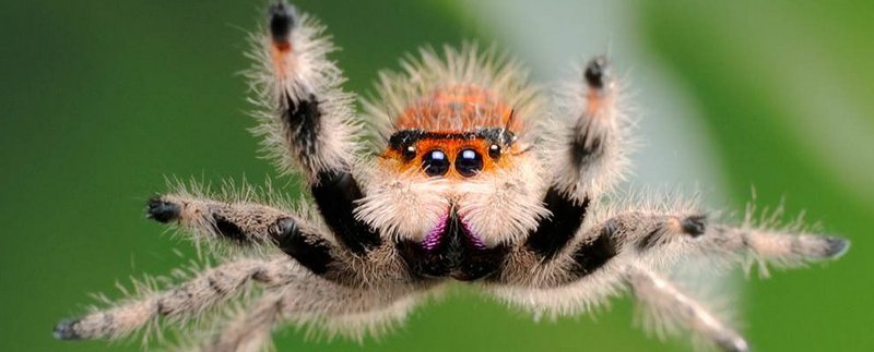 Все о пауках в Петрозаводске | ЗооТом портал о животных