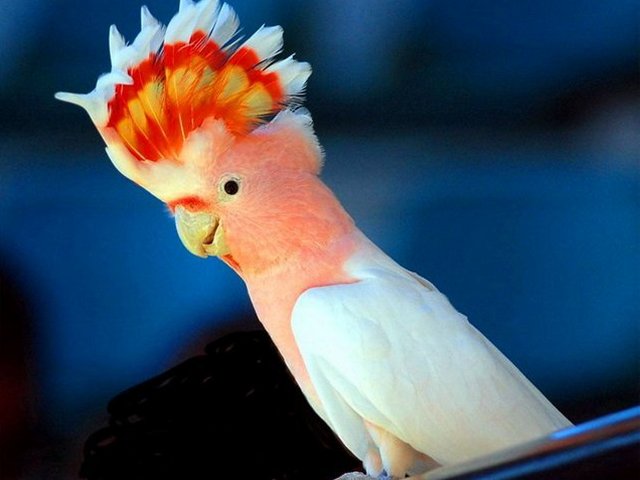 Породы попугаев | ЗооТом - продажа, вязка и услуги для животных в Петрозаводске