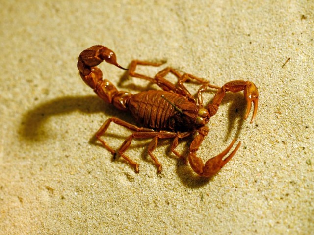 Породы скорпионов в Петрозаводске | ЗооТом портал о животных