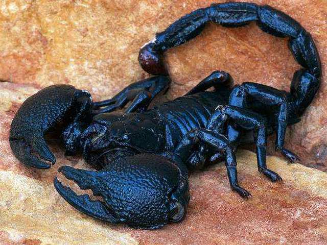 Все о скорпионах в Петрозаводске | ЗооТом портал о животных