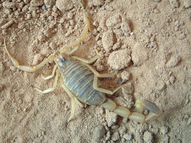 Содержание скорпионов и уход за ними в Петрозаводске | ЗооТом портал о животных