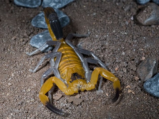 Содержание скорпионов и уход за ними в Петрозаводске | ЗооТом портал о животных