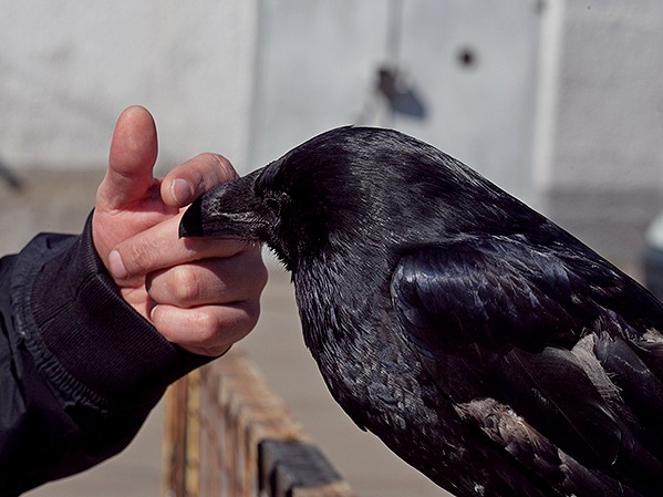 Содержание ворон и уход за ними | ЗооТом - продажа, вязка и услуги для животных в Петрозаводске