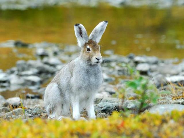 Содержание зайцев и уход за ними | ЗооТом - продажа, вязка и услуги для животных в Петрозаводске