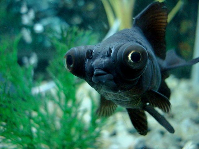 Породы аквариумных рыбок в Петрозаводске | ЗооТом портал о животных