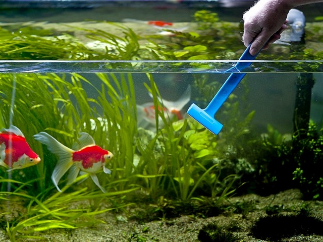 Содержание аквариумных рыбок и уход за ними в Петрозаводске | ЗооТом портал о животных