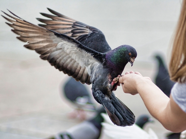 Все о голубях | ЗооТом - продажа, вязка и услуги для животных в Петрозаводске