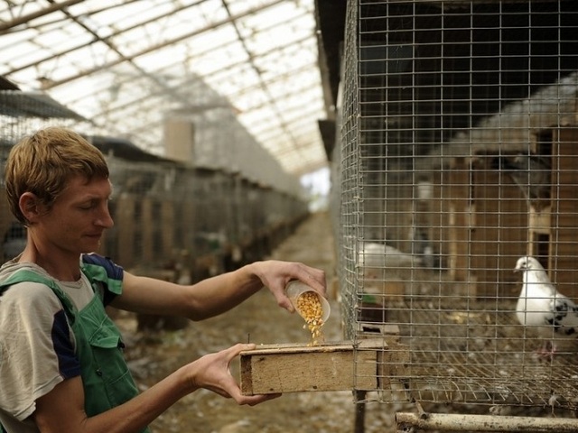 Содержание голубей и уход за ними | ЗооТом - продажа, вязка и услуги для животных в Петрозаводске