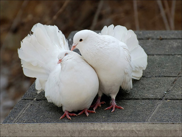 Содержание голубей и уход за ними в Петрозаводске