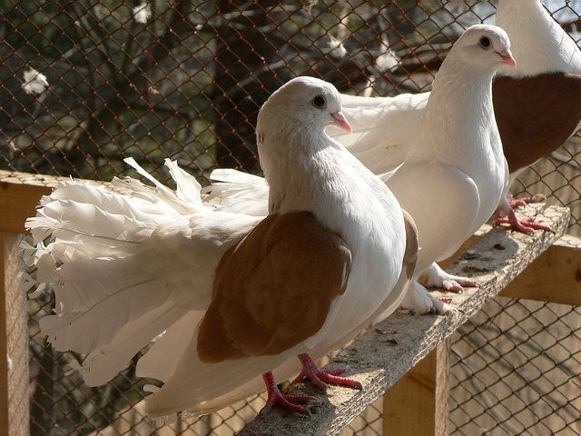 Содержание голубей и уход за ними в Петрозаводске