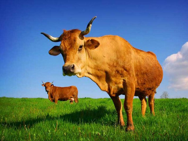 Все о коровах в Петрозаводске | ЗооТом портал о животных