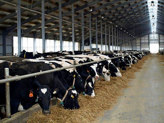 Содержание коров и уход за ними в Петрозаводске | ЗооТом портал о животных