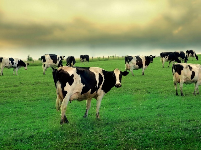 Содержание коров и уход за ними в Петрозаводске | ЗооТом портал о животных