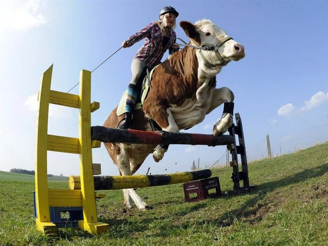 Статьи о коровах в Петрозаводске | ЗооТом портал о животных