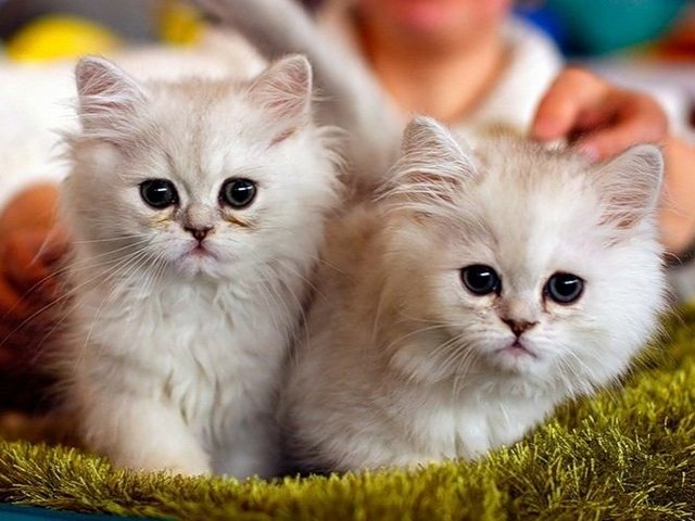 Породы кошек в Петрозаводске | ЗооТом портал о животных