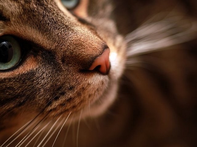 Статьи о кошках в Петрозаводске | ЗооТом портал о животных