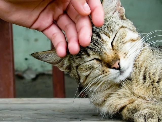 Интересные статьи о кошках в Петрозаводске | ЗооТом портал о животных