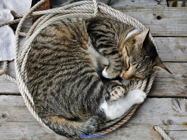 Все о кошках в Петрозаводске | ЗооТом портал о животных