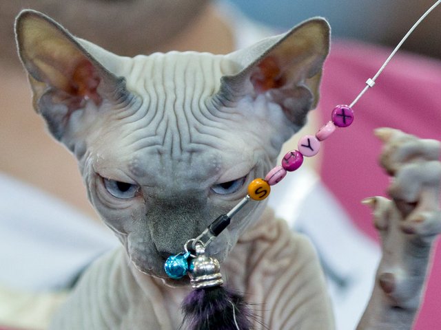 Выставки кошек в Петрозаводске | ЗооТом портал о животных