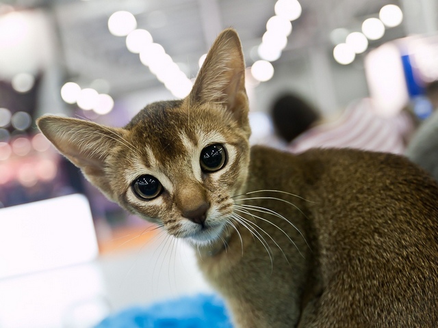 Выставки кошек в Петрозаводске | ЗооТом портал о животных