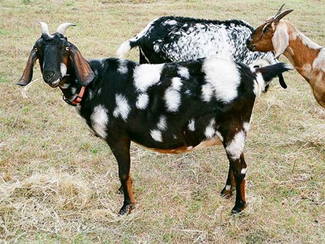 Породы коз в Петрозаводске | ЗооТом портал о животных