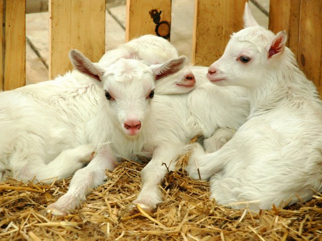 Содержание коз и уход за ними в Петрозаводске | ЗооТом портал о животных