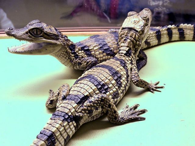 Все о крокодилах в Петрозаводске | ЗооТом портал о животных