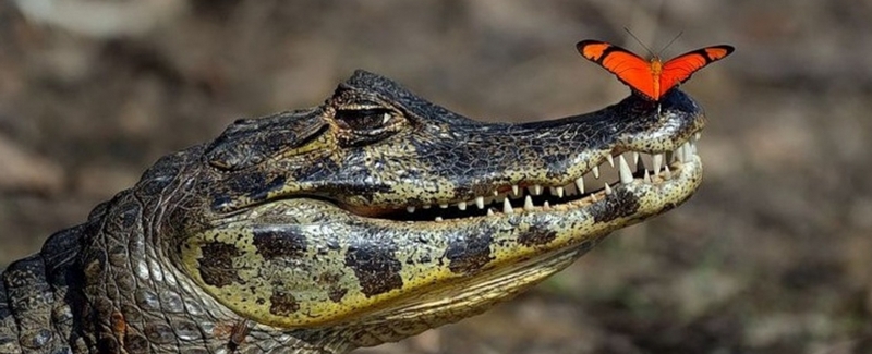 Все о крокодилах в Петрозаводске | ЗооТом портал о животных