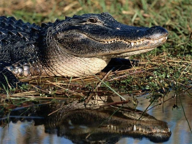 Породы крокодилов в Петрозаводске | ЗооТом портал о животных
