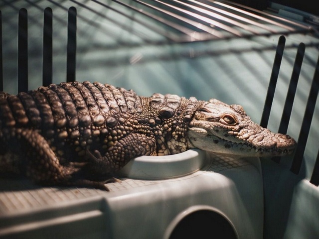 Содержание крокодилов и уход за ними в Петрозаводске | ЗооТом портал о животных