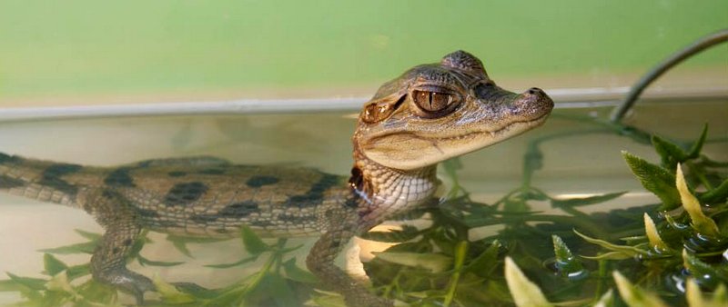 Содержание крокодилов и уход за ними в Петрозаводске | ЗооТом портал о животных