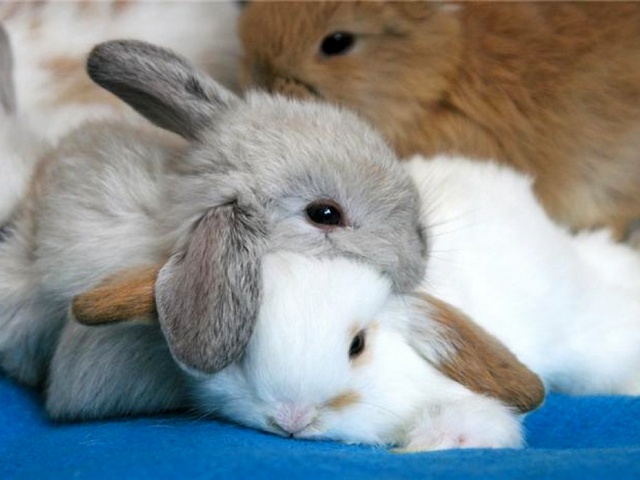 Статьи о кроликах в Петрозаводске | ЗооТом портал о животных