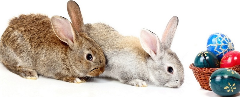 Все о кроликах в Петрозаводске | ЗооТом портал о животных