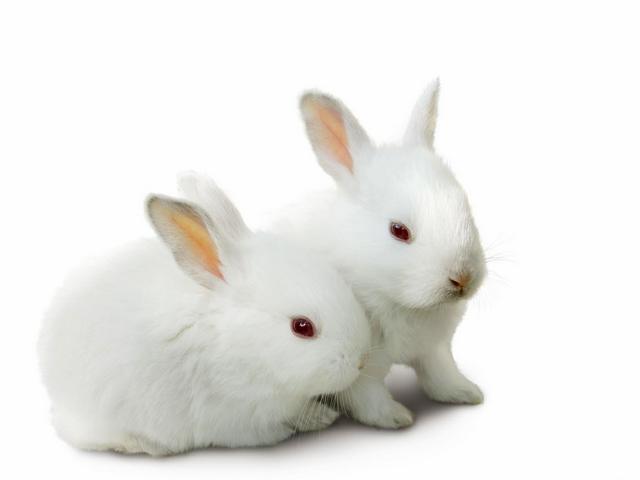 Все о кроликах в Петрозаводске | ЗооТом портал о животных