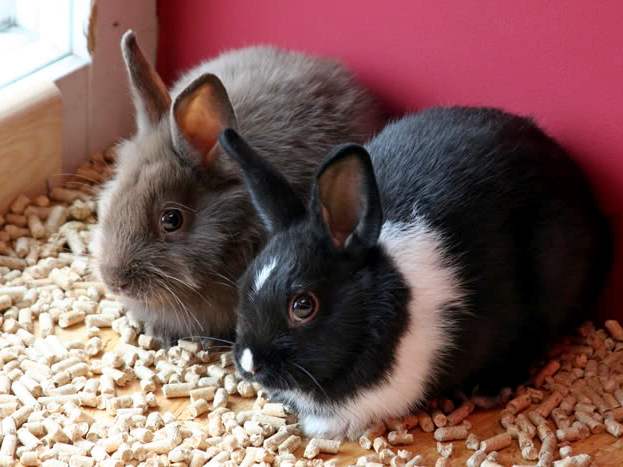 Содержание кроликов и уход за ними в Петрозаводске | ЗооТом портал о животных