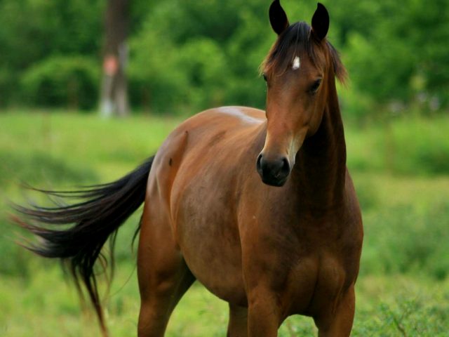 Содержание лошадей и уход за ними в Петрозаводске | ЗооТом портал о животных