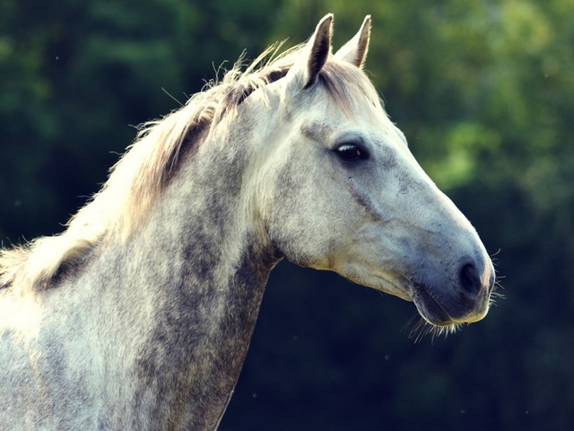 Уход за лошадьми в Петрозаводске | ЗооТом портал о животных